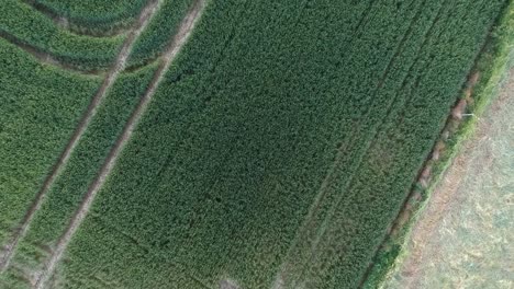 Green-agriculture-field-with-crops-in-top-down-aerial-view