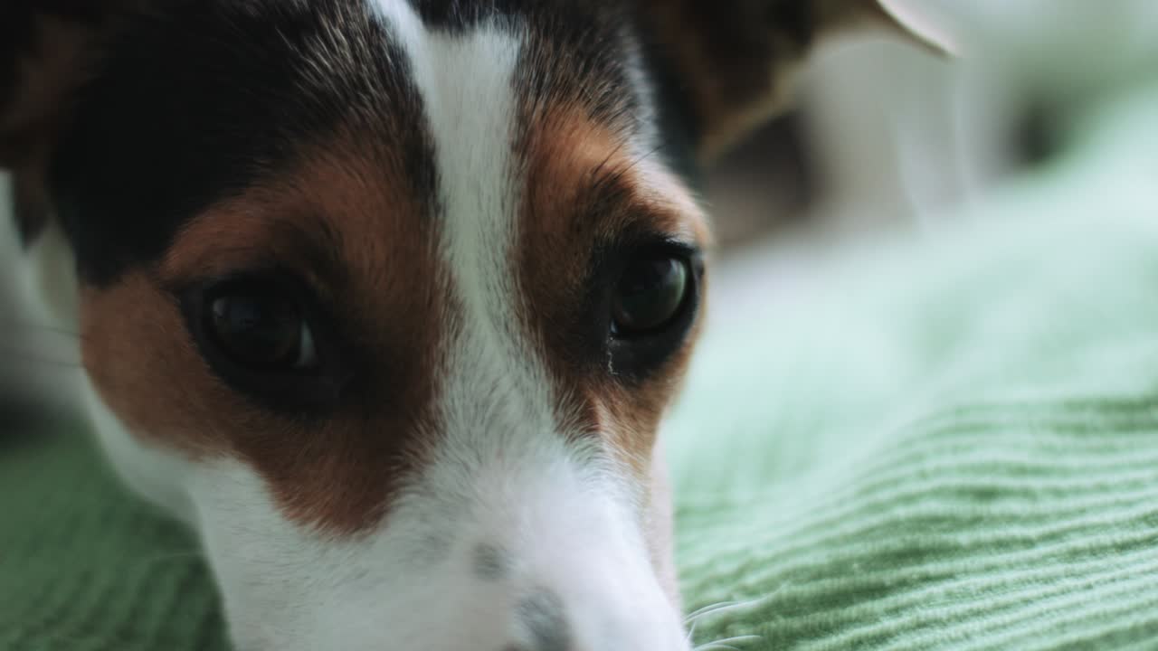 개가 멀리 바라보고 있다