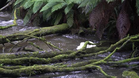 Corriente-Que-Fluye-Con-Acumulación-De-Espuma-En-El-Agua,-Con-Ramas-Sobre-El-Río