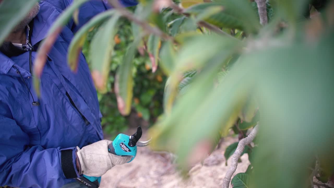 agricultor podando árboles con tijeras de podar eléctricas cortador de ramas automático con batería para podar fácilmente las ramas de los árboles