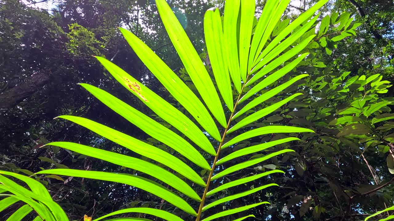 Vibrant palm leaves in a rainforest setting with sunlight creating dynamic patterns and highlighting lush greenery