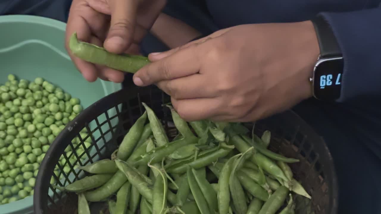 primer plano de la mano pelando guisantes verdes del jardín de la cocina, el hombre pelando gusanos verdes crudos para hacer comida fresca y saludable