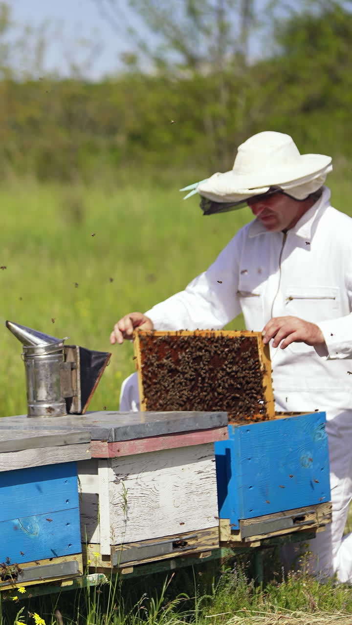 Bees flying over beehives in summer. Apiarist examining bees on a frame and puts it into a hive. Professional beekeeper works on apiary among nature. Vertical video