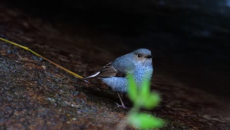 esta hembra de colirrojo plomizo no es tan colorida como el macho pero seguro que es tan esponjosa como una bola de un lindo pájaro