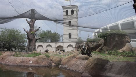 Mike-the-Tiger-laying-down-inside-the-sanctuary-on-the-campus-of-Louisiana-State-University-with-stable-video