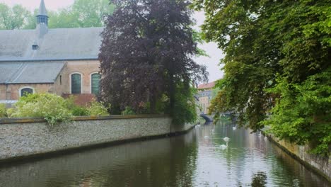 bruges canal with white swans between old trees with church of our lady in the background. brugge, belgium