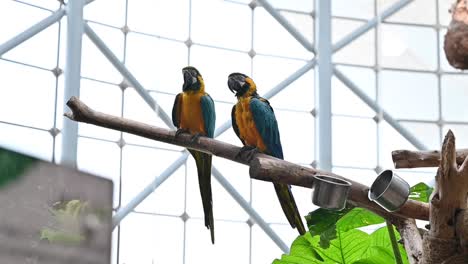 A-pair-of-Blue-and-Gold-Macaws-at-the-indoor-forest-in-Dubai,-United-Arab-Emirates