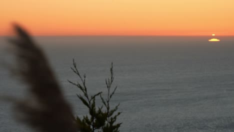 Pampas-grass-swaying-in-the-wind,-Sun-setting-in-Ocean-horizon,-Idyllic-seascape---Rack-focus