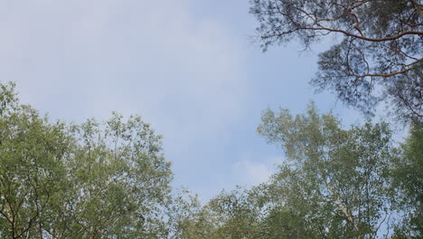 bird captured in motion flying above treetops against bright blue sky, framed by leafy green canopy and pine branches during a calm summer day in forest