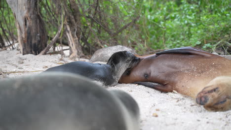 Leones-Marinos-Jóvenes-Amamantando-La-Leche-De-La-Madre-En-Playa-Punta-Beach-En-La-Isla-San-Cristobal-En-Galápagos