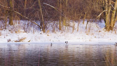 canada goose resting on one foot on ice next to a flowing river surrounded by trees