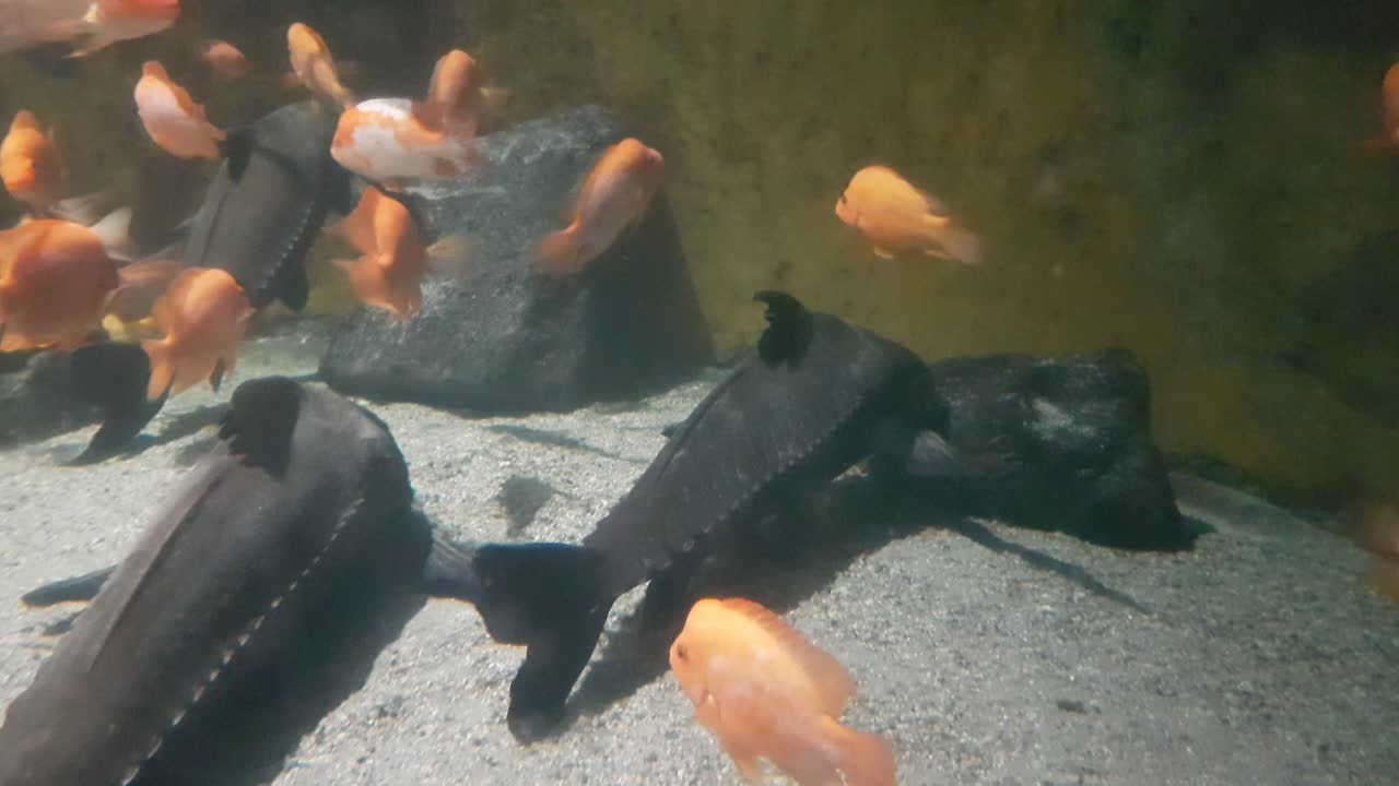 Red devil cichlid fish (Amphilophus labiatus) close up shoot