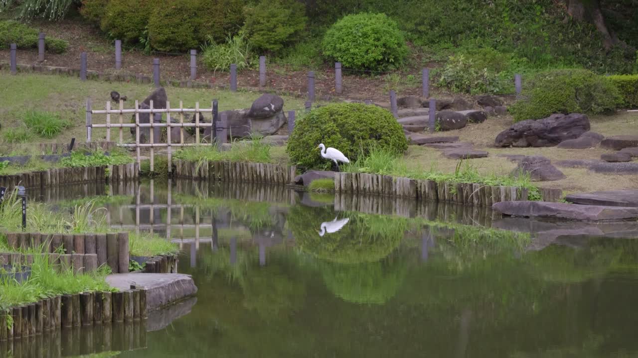 White crane hunting for fish in pond in Japanese landscape garden