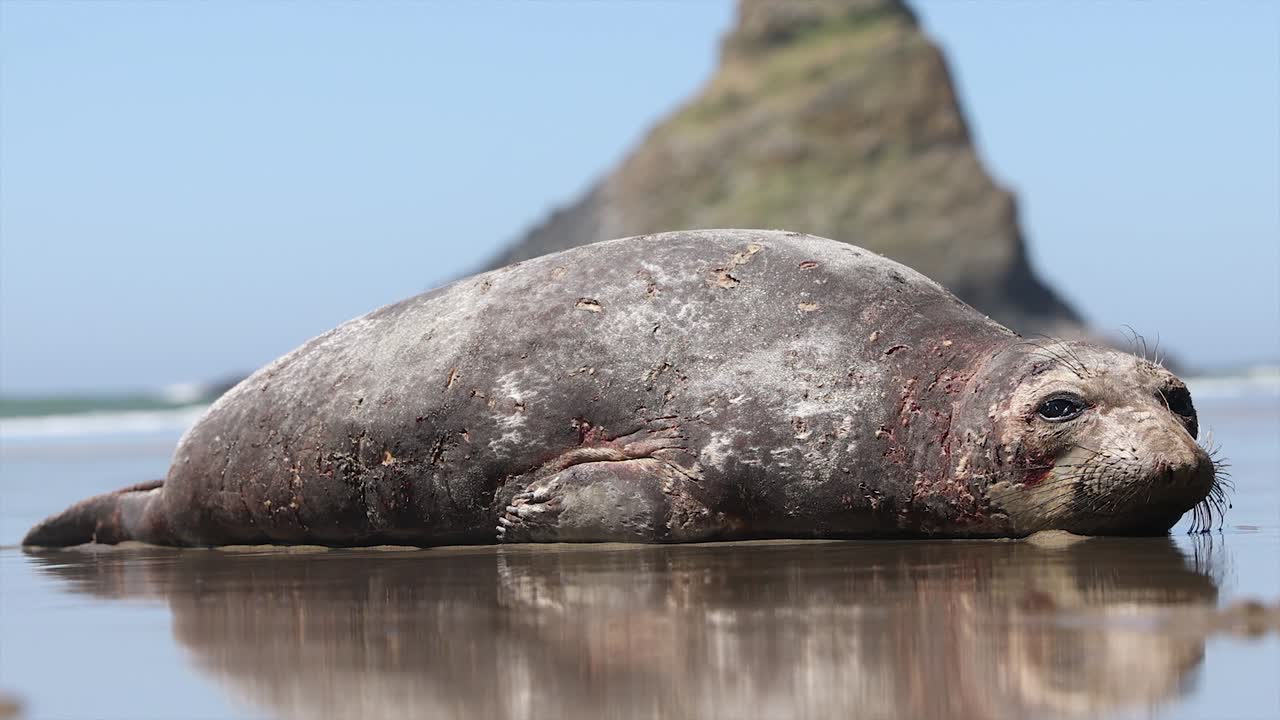 vieja foca del puerto con cicatrices en la playa de la costa de oregón, retrato en primer plano