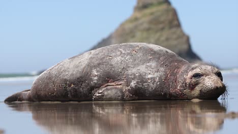 Old-Harbor-Seal-with-Scars-on-Oregon-Coast-Beach,-Close-up-Portrait