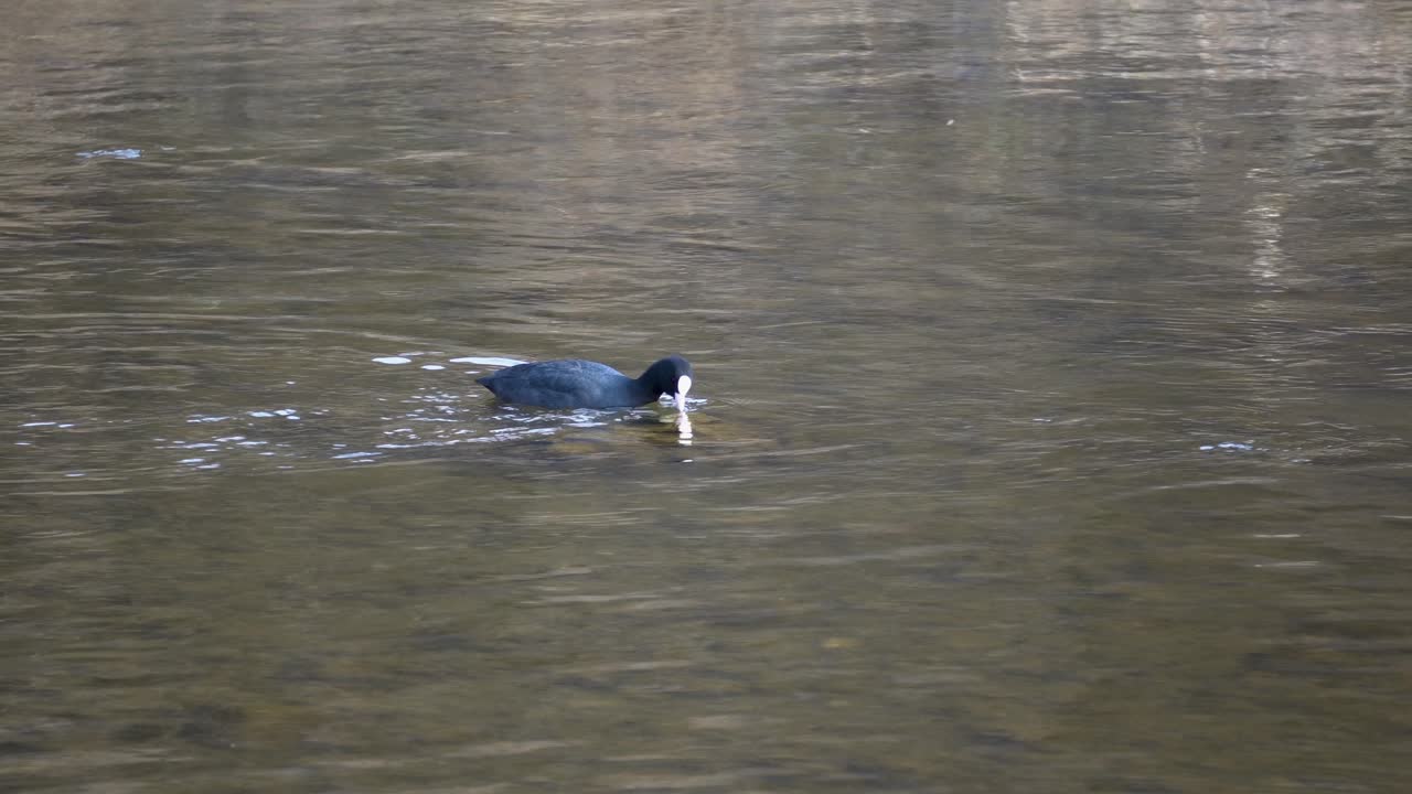coot eurasiático pájaro nadando y comiendo en el estanque