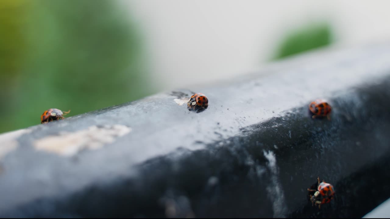 Loveliness of ladybugs, red and bright, gathering together, joyful sight