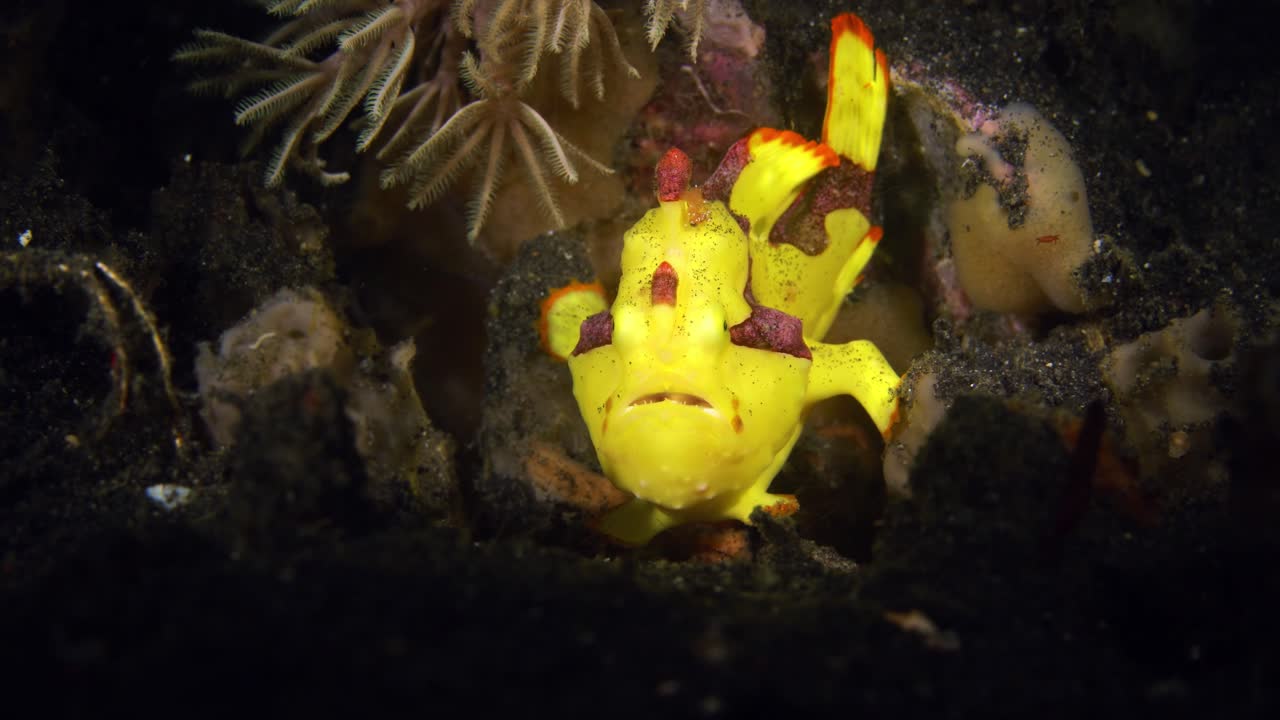 크로온 개구리 물고기 (clown frogfish) 는 인도네시아 북부 라웨시 (sulawesi) 북부 렘베 해협에서 고 고 있다.