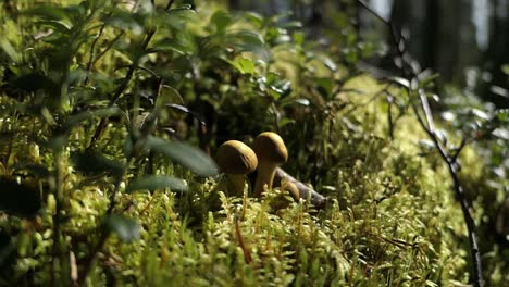 Pequeños-Hongos-En-El-Bosque-Mágico-De-Cuento-De-Hadas-De-Otoño-De-Cerca