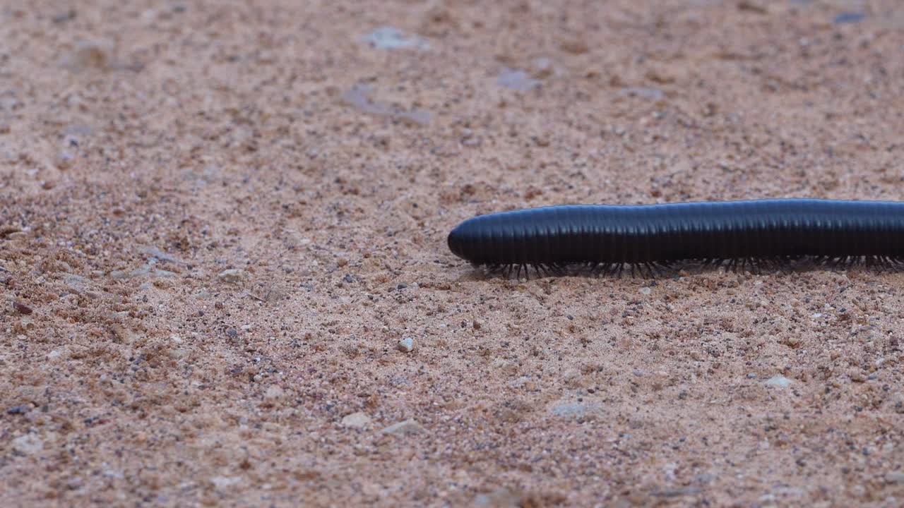 흑색 백발이 프레임을 가로질러 고, 근접