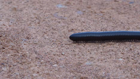 milpiés negro caminando a través del cuadro, de cerca