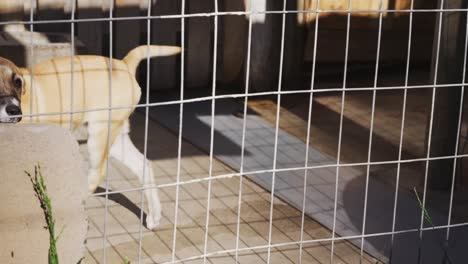 perro abandonado encerrado en un refugio