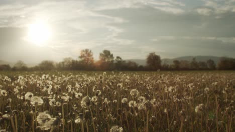 dandelions in a field at sunset