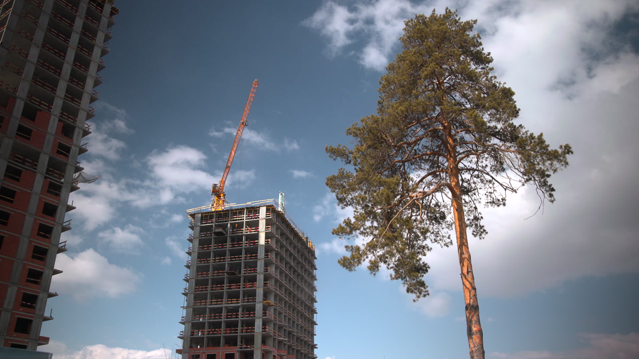 Pine Tree Beside Construction Tower Skyline, Solitary Pine Framed Against Rising Concrete Highrise With Crane, . Media