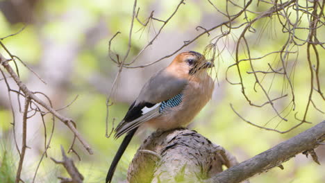 el jay eurasiático posado en un árbol