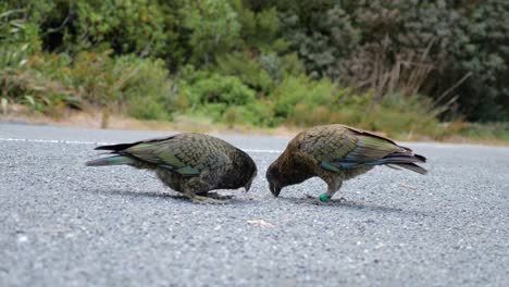 toma en cámara lenta de dos hermosos loros alpinos kea comiendo de la carretera en el parque nacional del monte cook en la isla sur de nueva zelanda