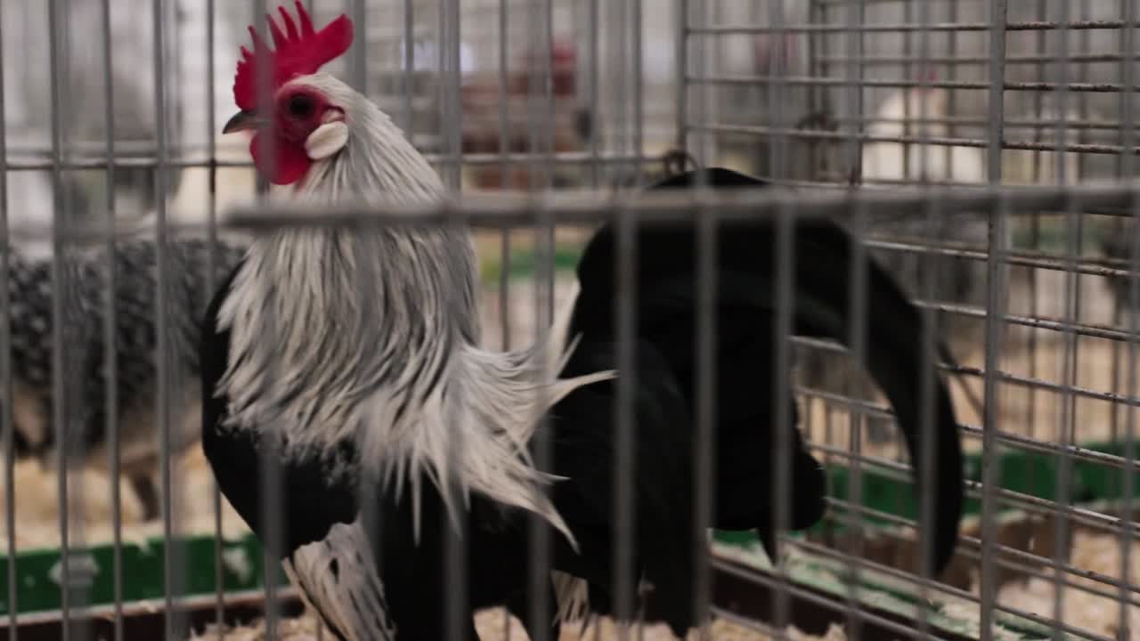 Beautiful Ornamental Chickens sitting in their Cages