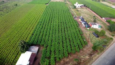 Vista-Panorámica-De-Los-Campos-Agrícolas-De-Viñedos-De-Uva-Y-El-Paisaje-Verde,-Maharashtra,-India