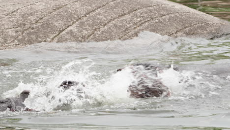 Zwei-Nilpferdbullen-Kämpfen-Im-Wassersee-Im-Nationalpark-Von-Südafrika