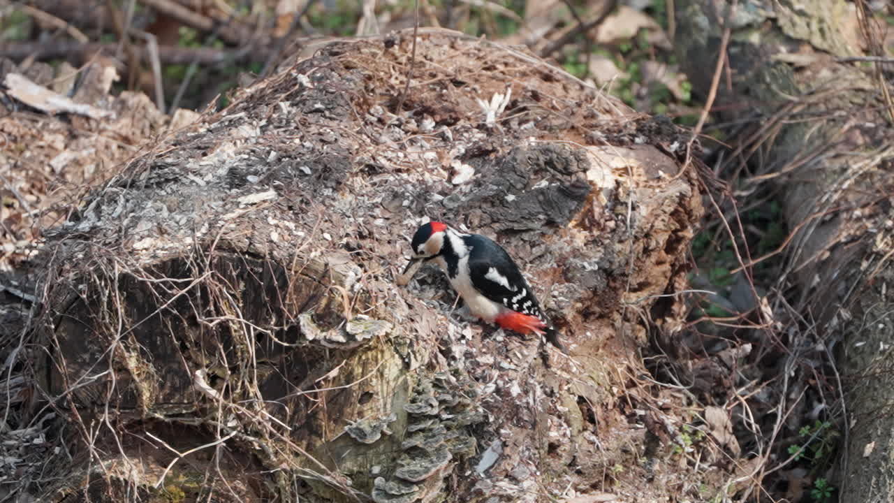 movimiento lento de macho gran pájaro carpintero manchado comiendo larva grande atrapado bajo la corteza de tronco en el bosque - de cerca