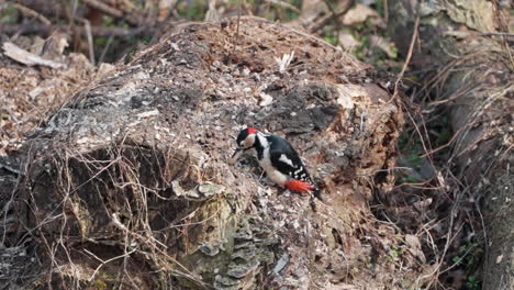 Slow-motion-of-Male-great-spotted-woodpecker-eating-big-larva-catched-under-log-bark-in-forest---close--up