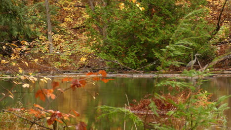 a colorful forest is full of bright fall foliage reflecting on calm water