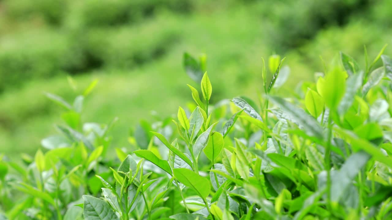 Growing green tea plants in spring mountains
