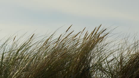la hierba azotada por el viento en las dunas bajo un cielo nublado