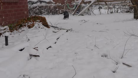 snowing on first day of spring throwing toy ball with black lab dane labradane dog as he tramples through show in top right of frame - in cinema 4k half speed at 30fps