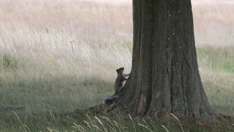 Gray-squirrel-by-tree-trunk-base-observing-around-on-alert