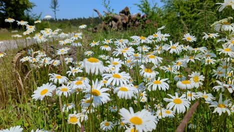 white blooming chamomile flowers summer field meadow