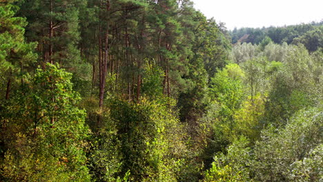 beautiful forest in summer. the wind waving the tops of trees. green woodland of tall pine trees and mixed short trees.