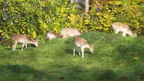 Eine-Gruppe-Von-Rehen-Auf-Einem-Kleinen-Hügel,-Die-Das-Gras-Weiden-Lassen-Und-Pflegen