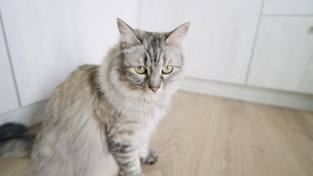 Närbild på en fluffig tigrerad katt som sitter på ett trägolv