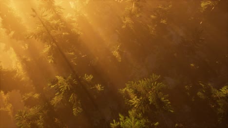 Rayos-De-Sol-Aéreos-En-El-Bosque-Con-Niebla