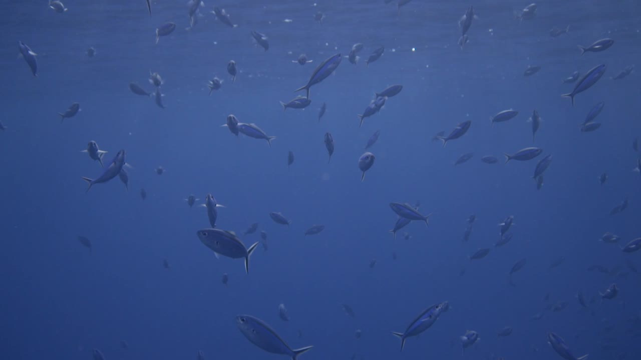 pequeños peces nadando justo debajo de la superficie del océano con rayos de sol