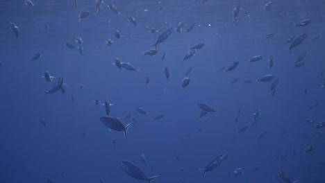 small fish swimming just below the surface of the ocean with sun rays