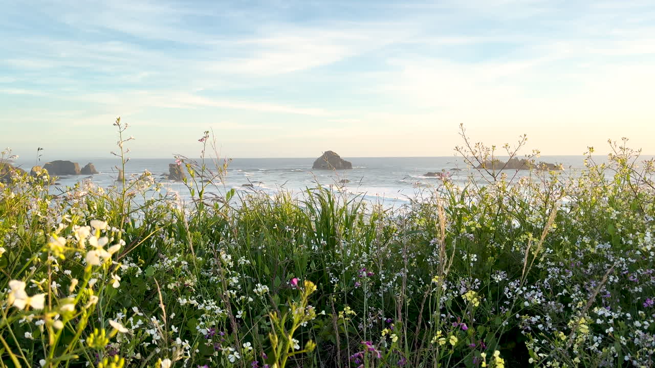 Close-up of stunning wildflowers at the Oregon Coast in Bandon, overlooking the Pacific Ocean.