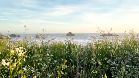 close-up of stunning wildflowers at the oregon coast in bandon, overlooking the pacific ocean.