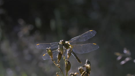libélula en una planta